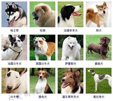 咖啡色狗品種|犬種一覽 